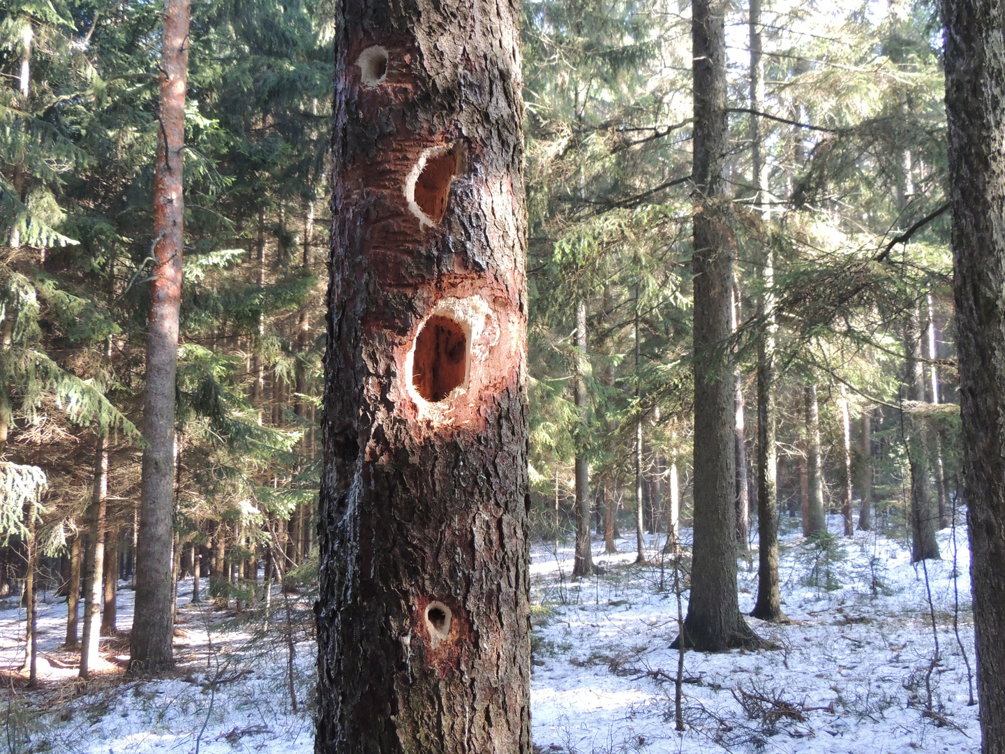 ein Spaßvogel oder ein Riesenspecht aus Urzeiten ?