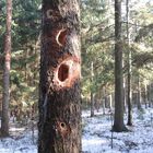 ein Spaßvogel oder ein Riesenspecht aus Urzeiten ?