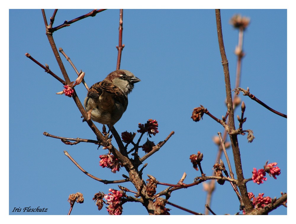 Ein Spatz