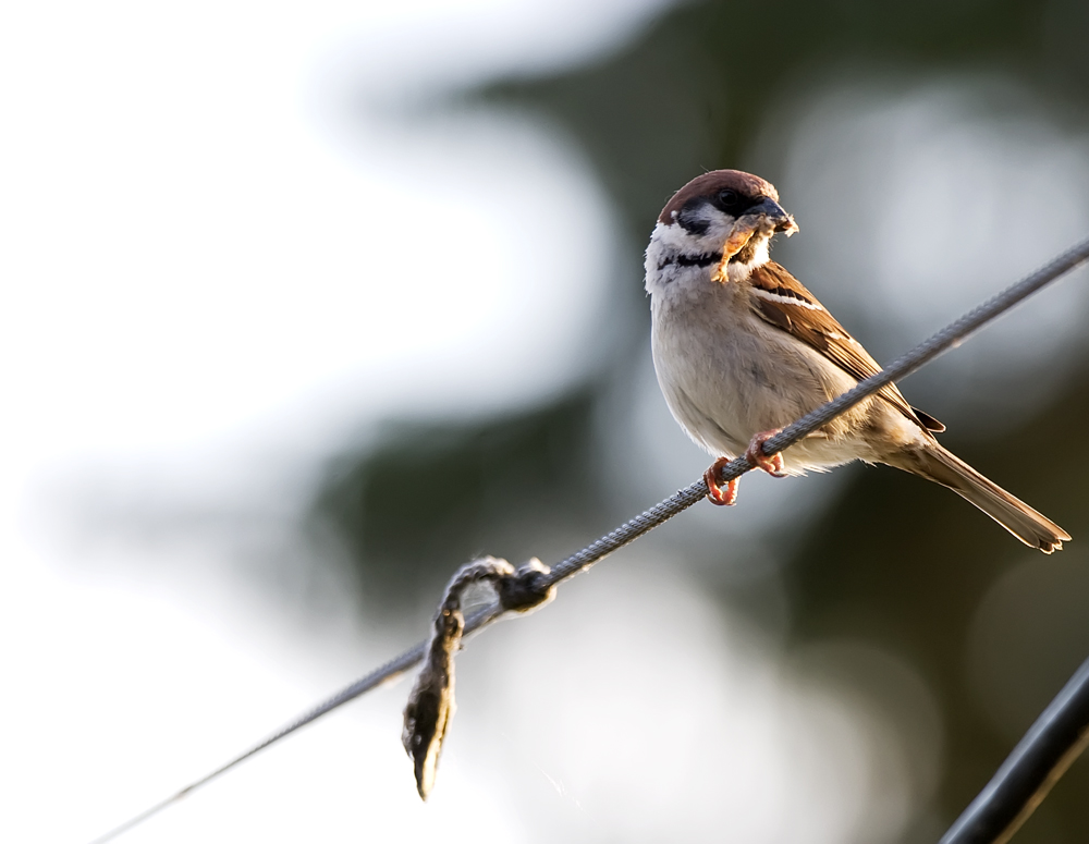 ...ein Spatz...