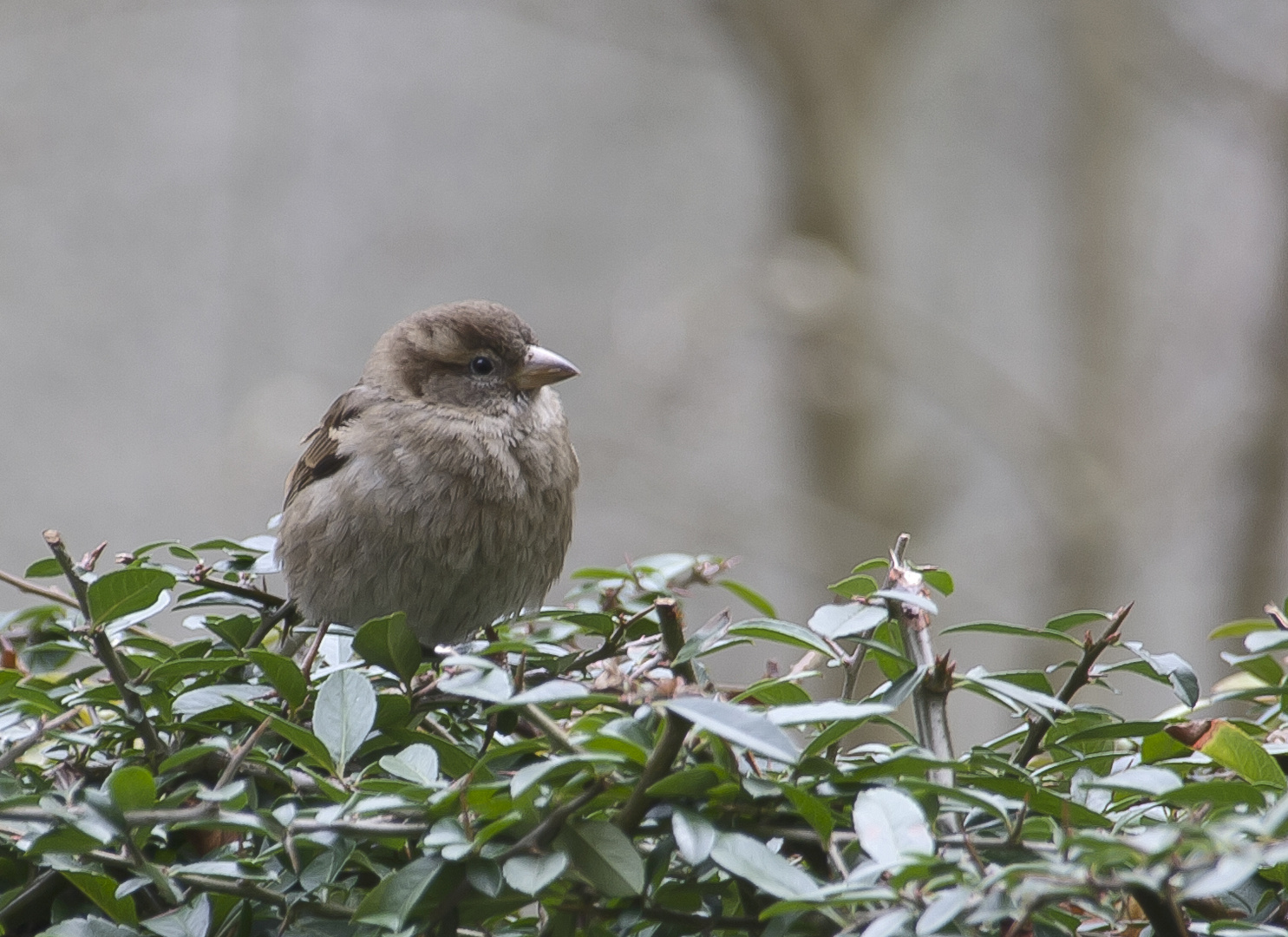 ein Spatz...