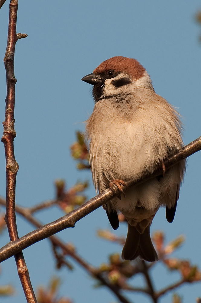 Ein Spatz