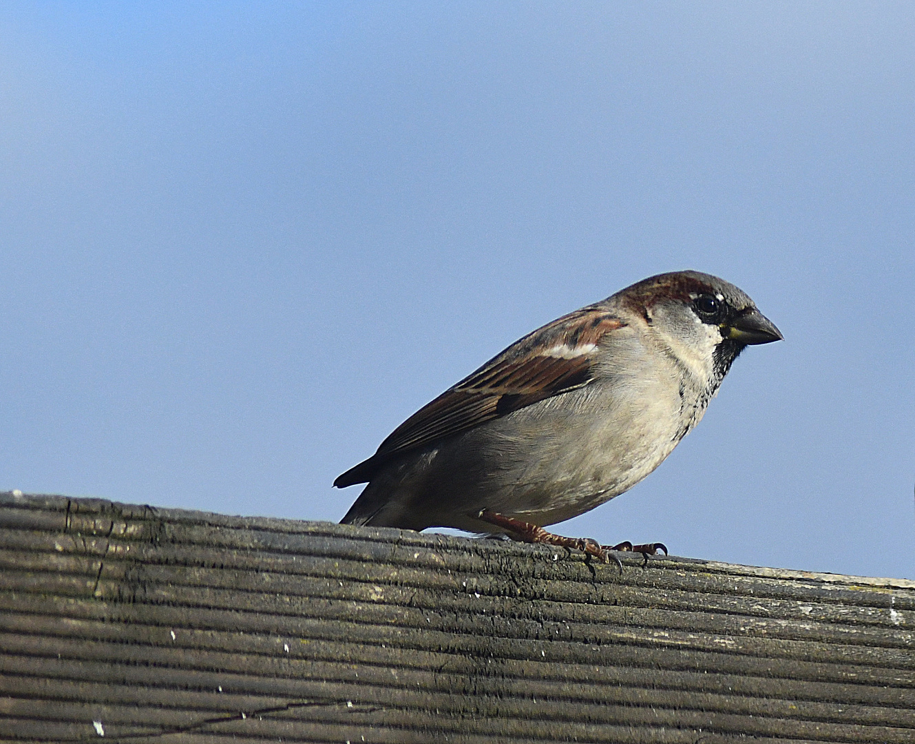 Ein Spatz