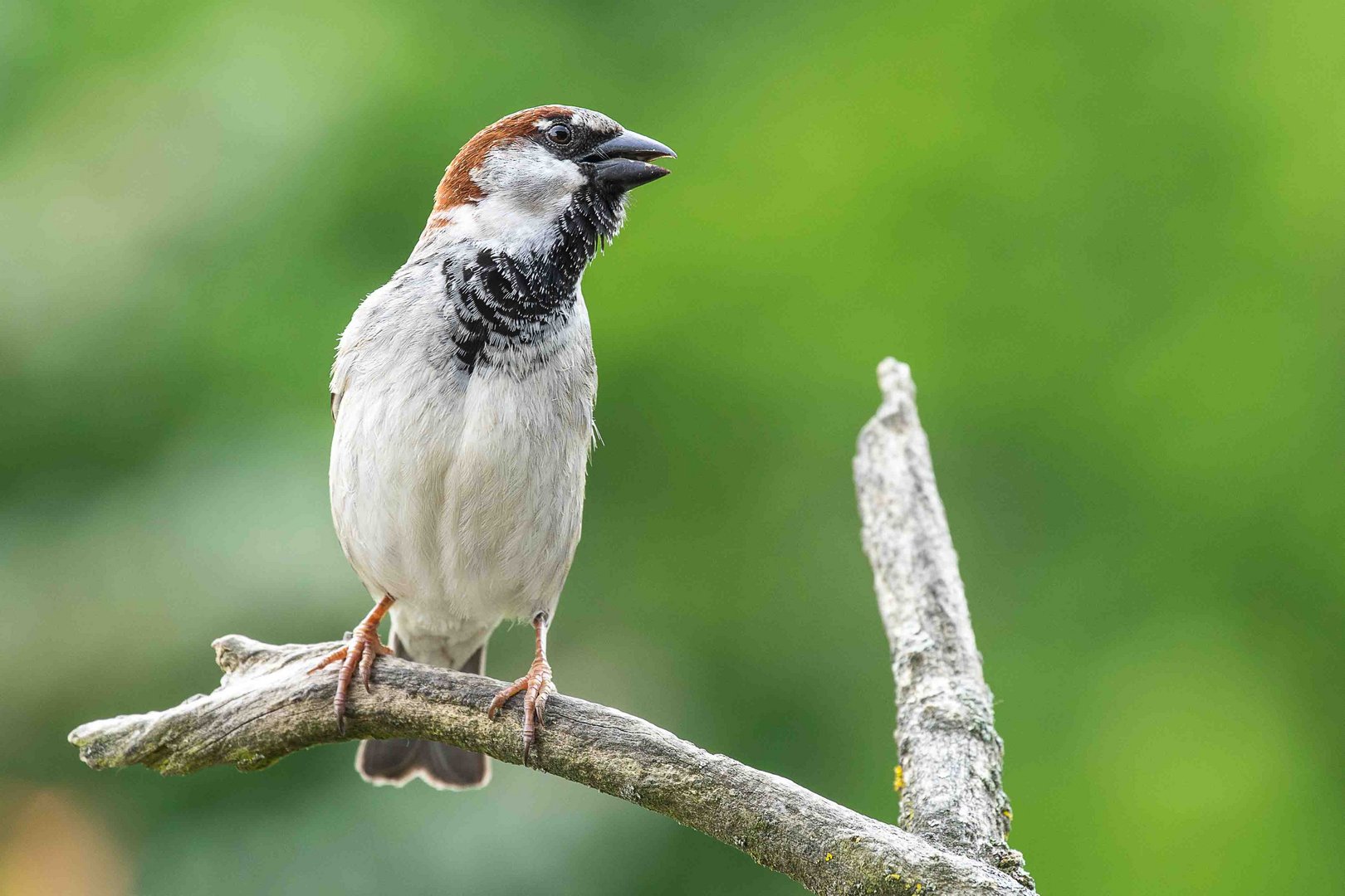 Ein Spatz