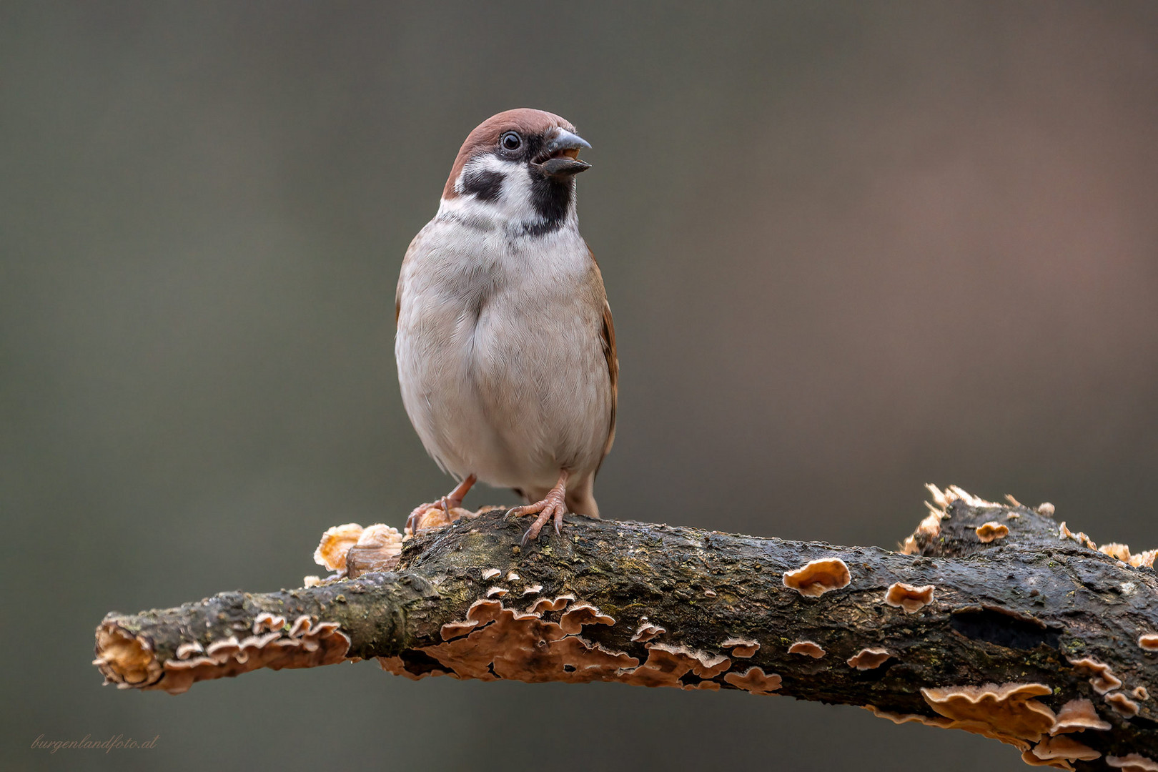 ein Spatz