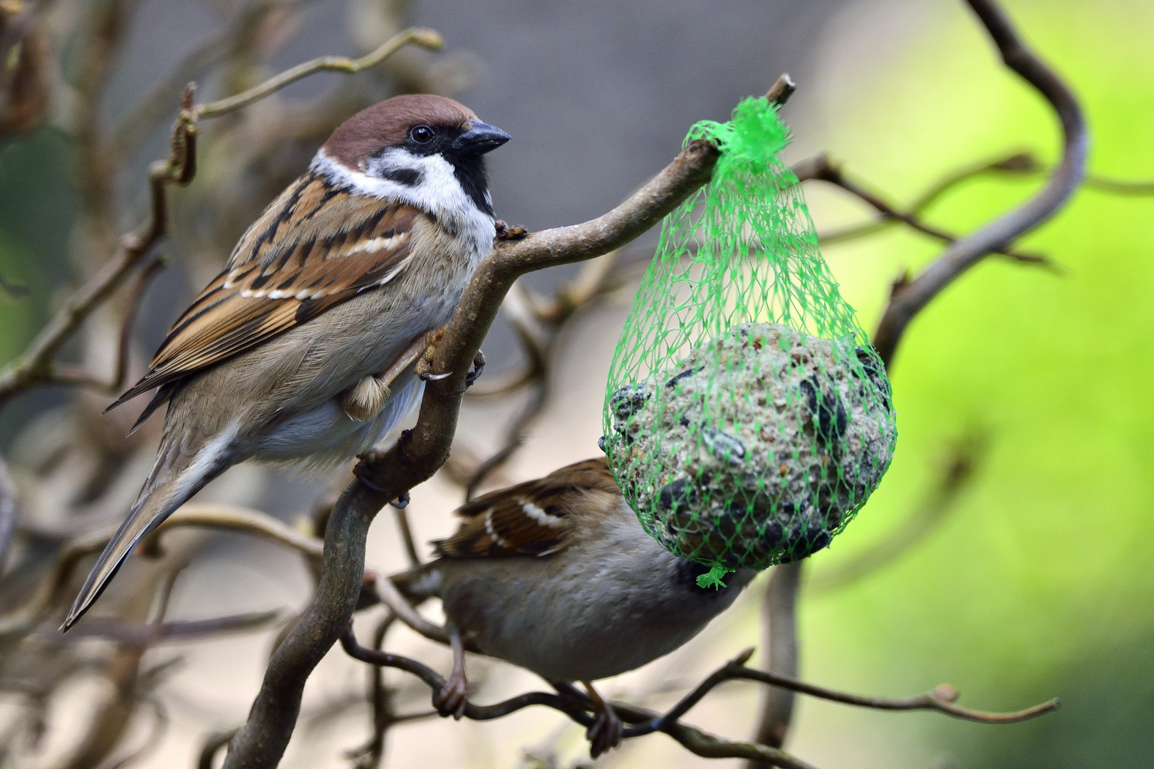 Ein Spatz.