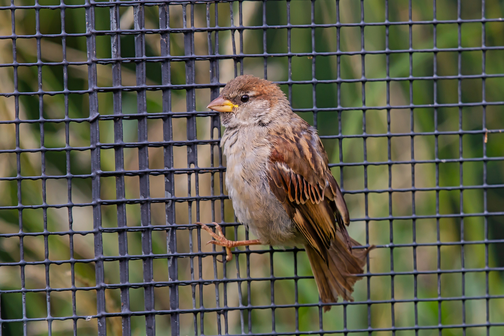 Ein Spatz