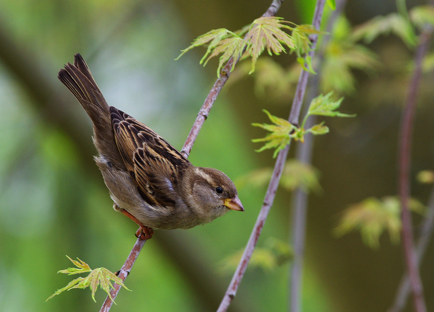 Ein Spatz