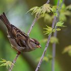 Ein Spatz