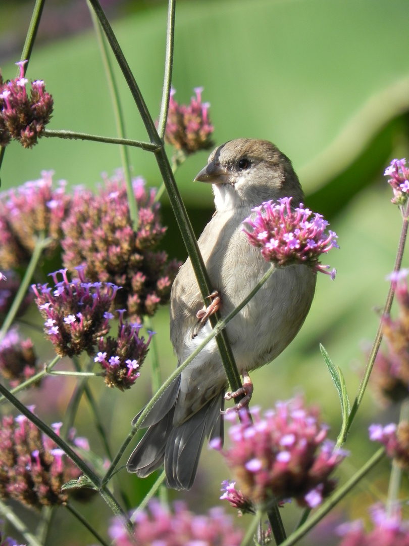 Ein Spatz