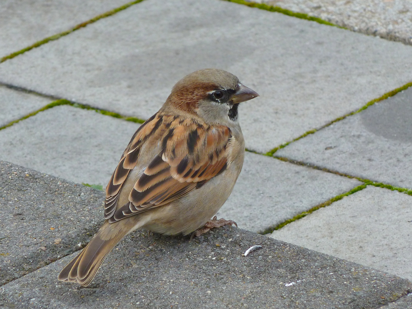 Ein Spatz