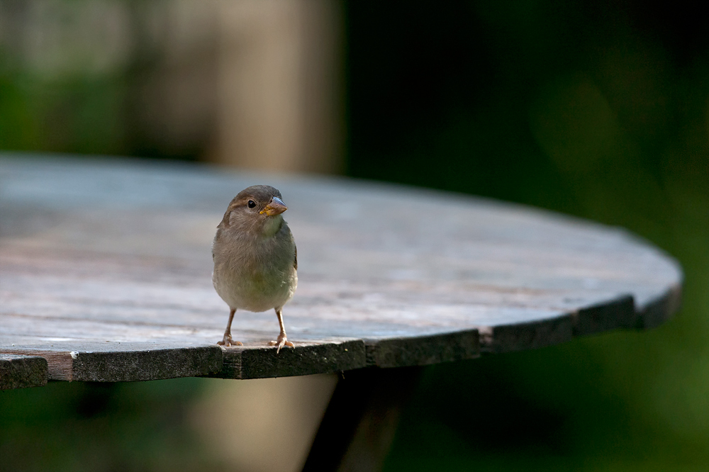 Ein Spatz .....