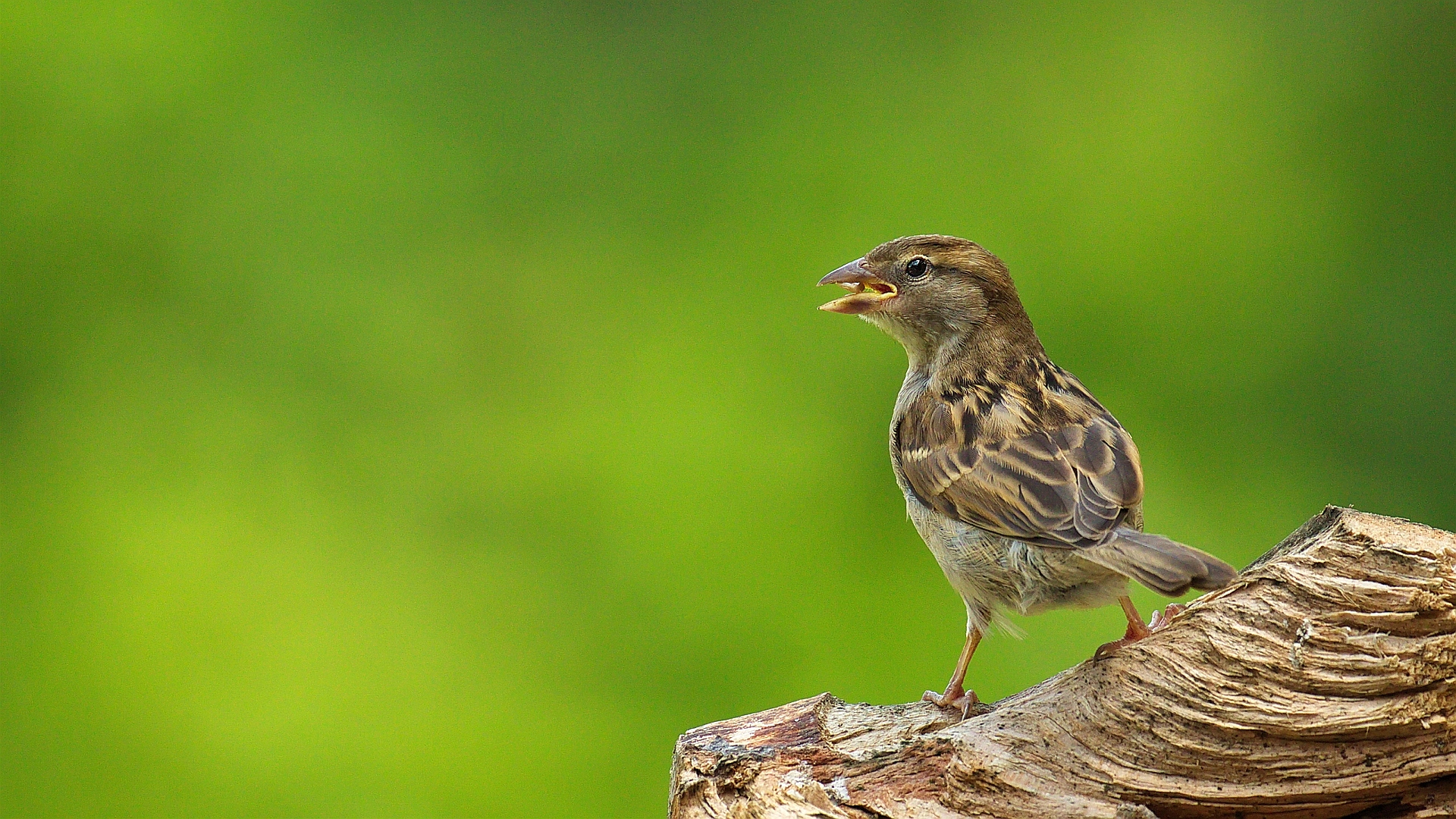 ein Spatz