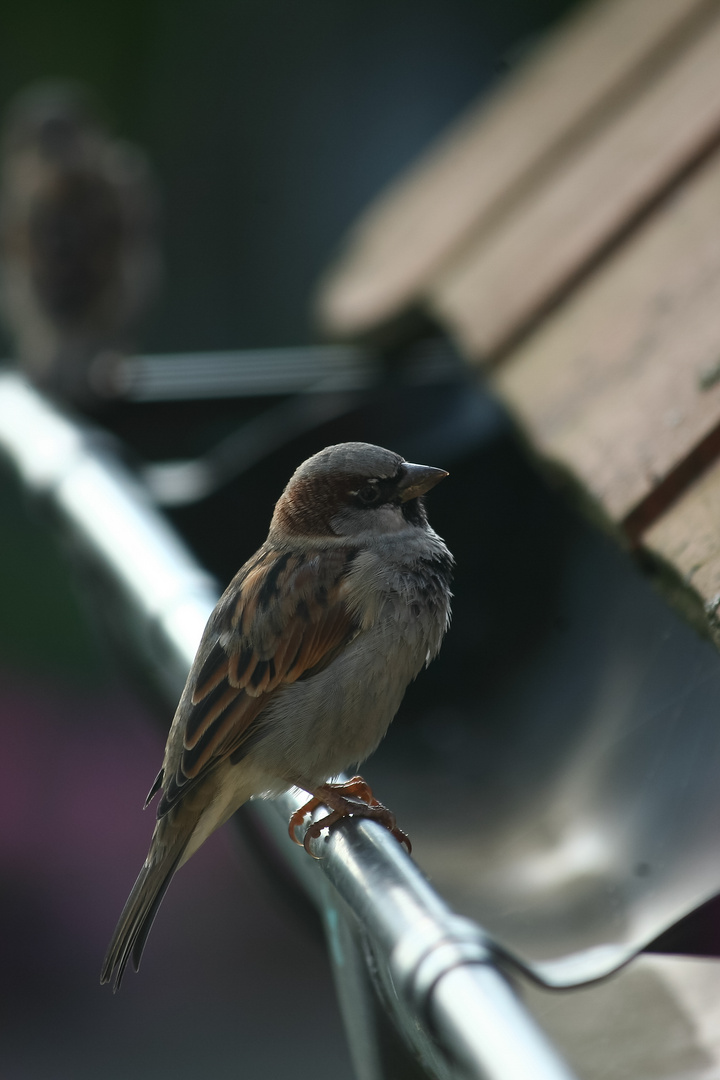 Ein spatz 