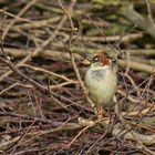 Ein Spatz