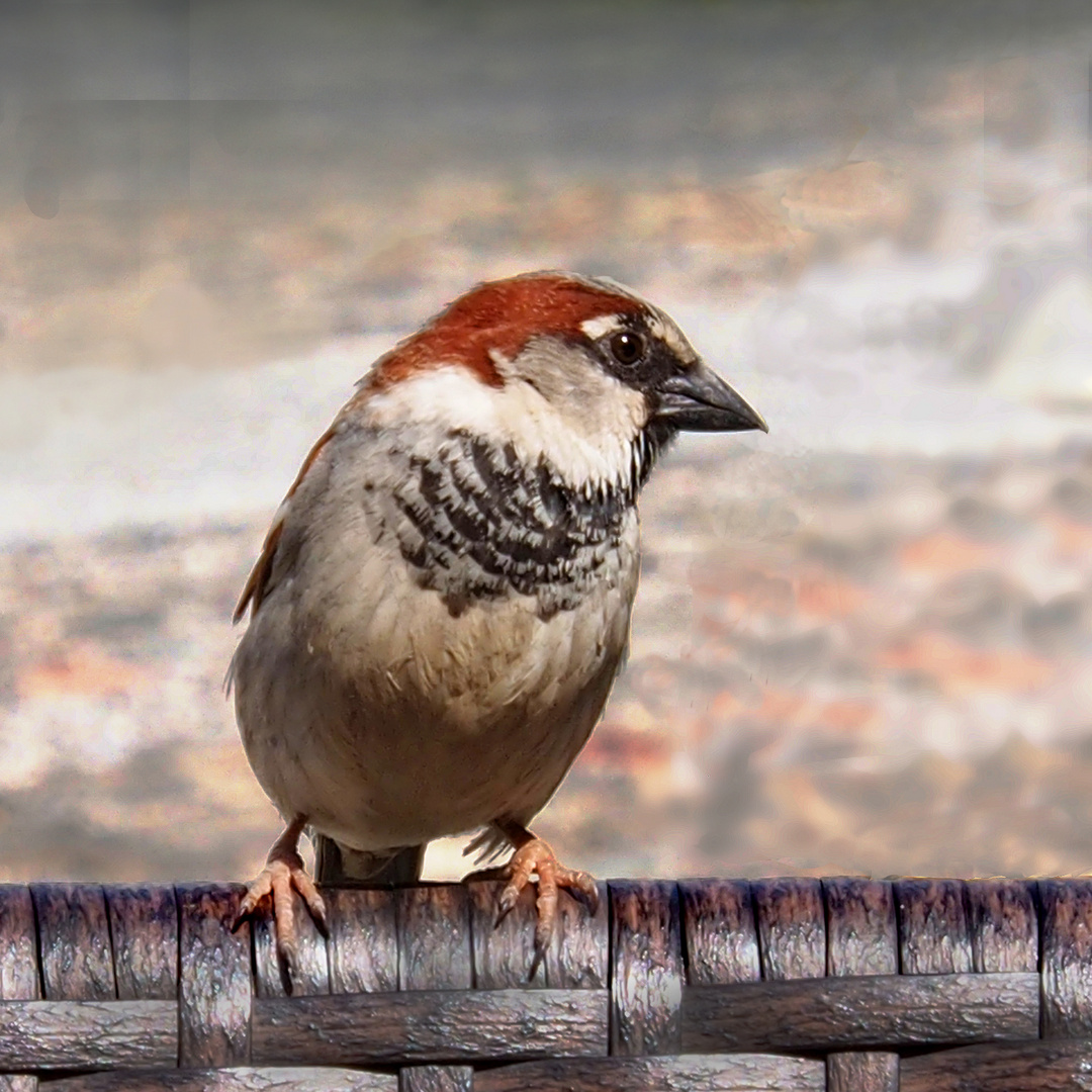 Ein Spatz ~