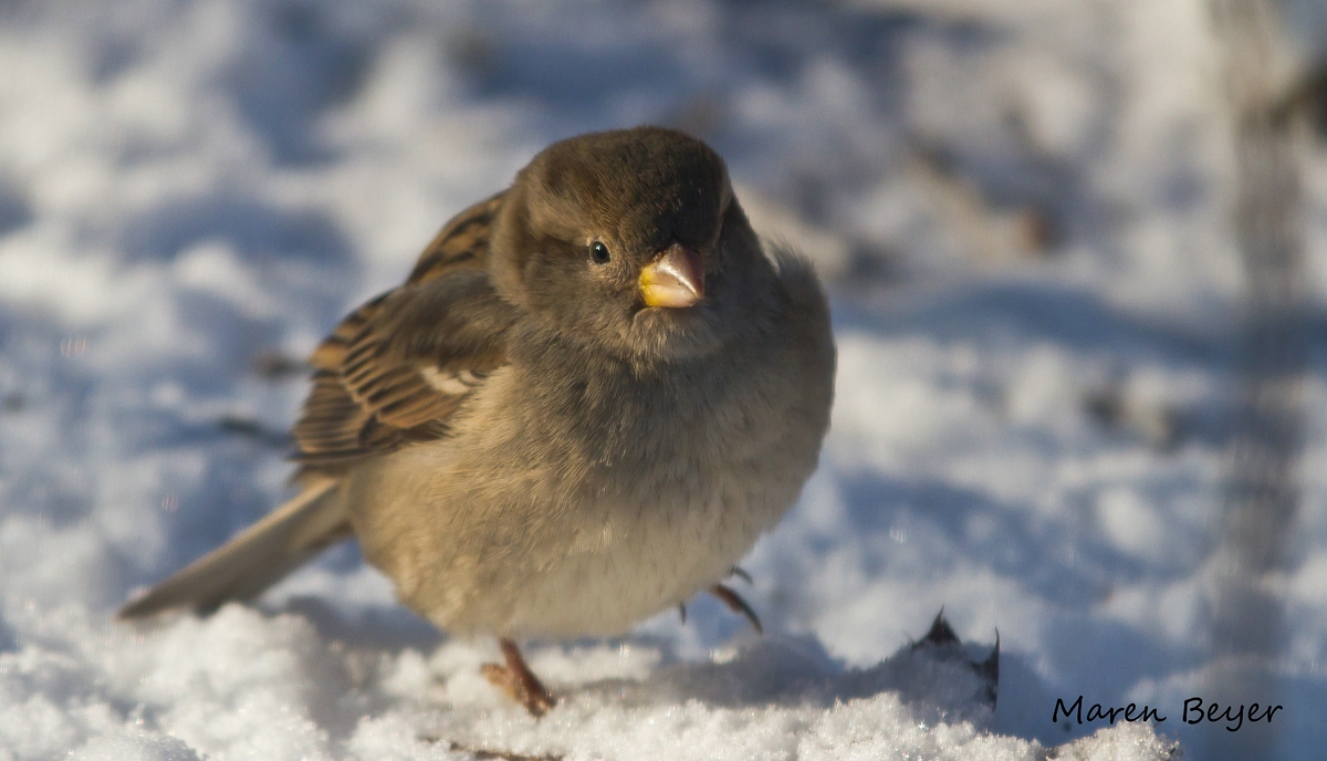 Ein Spatz