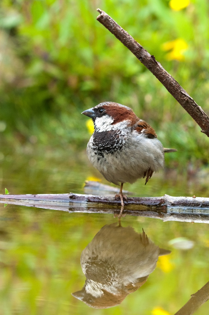 Ein Spatz