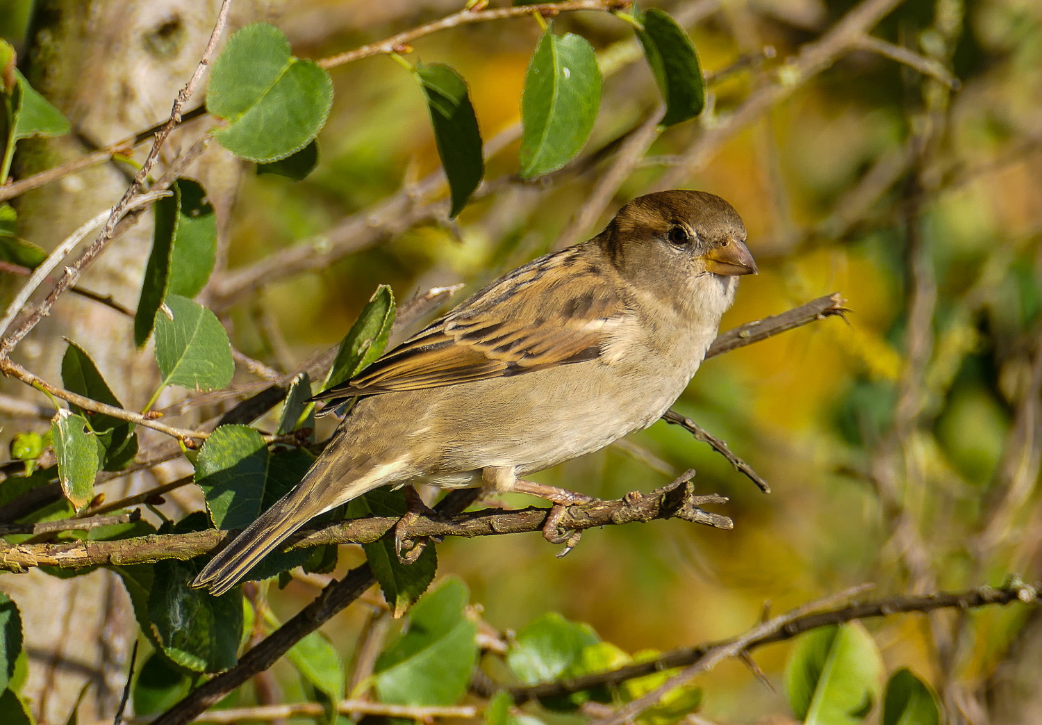 Ein Spatz...