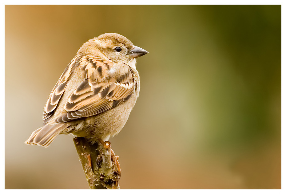 Ein Spatz