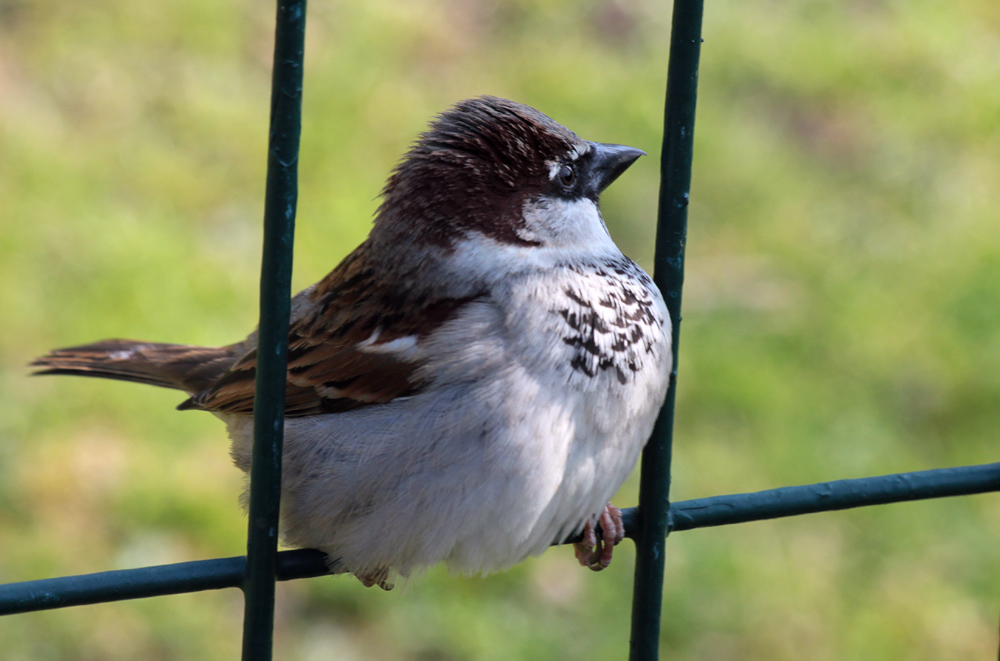 Ein Spatz...