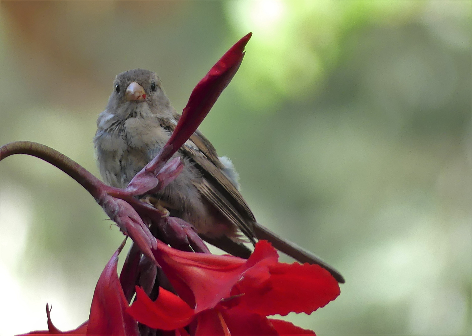 Ein Spatz