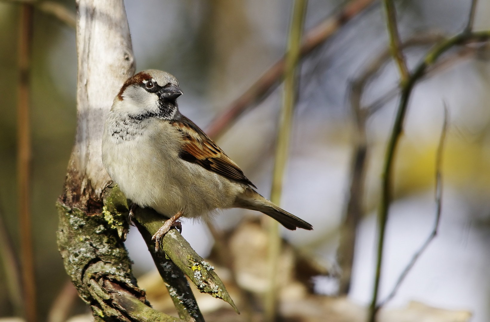 Ein Spatz