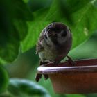 Ein Spatz am Futterplatz