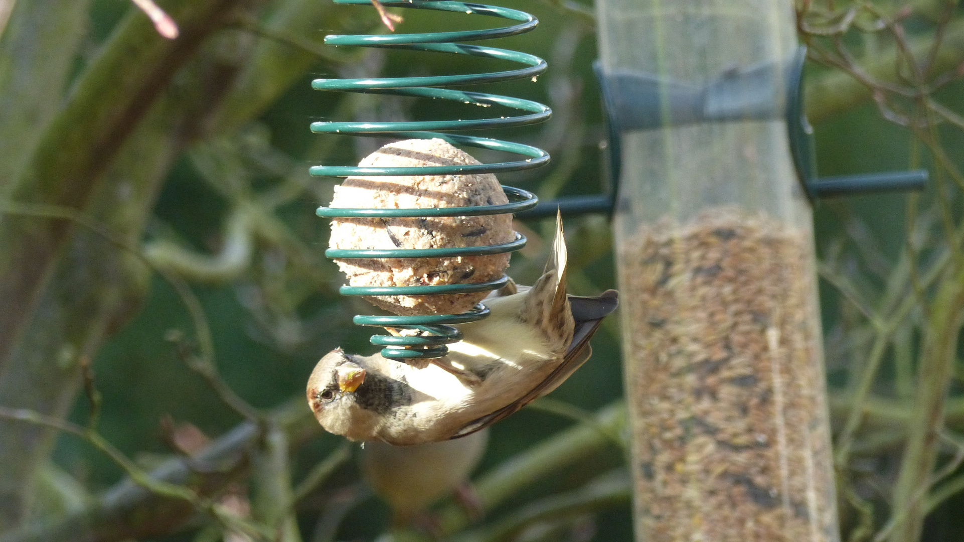 Ein Spatz am Meisenknödel