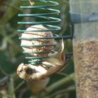 Ein Spatz am Meisenknödel