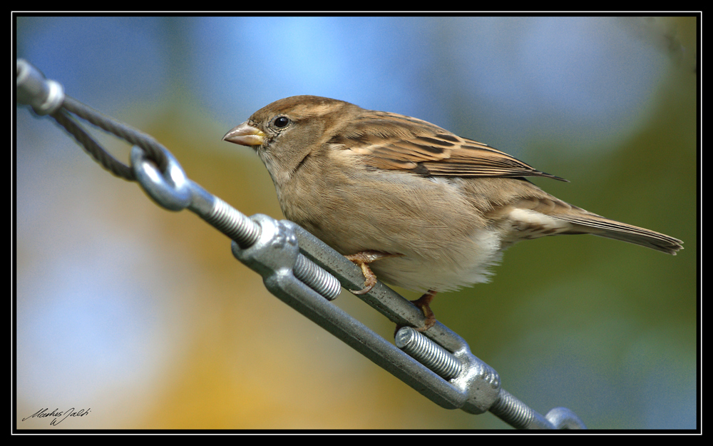 Ein Spatz am Morgen .....