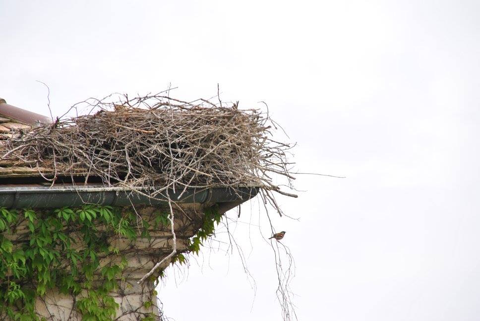 Ein Spatz am Storchennest