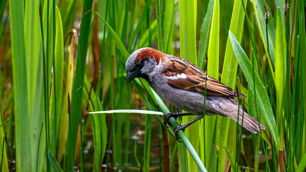 ein spatz am teich