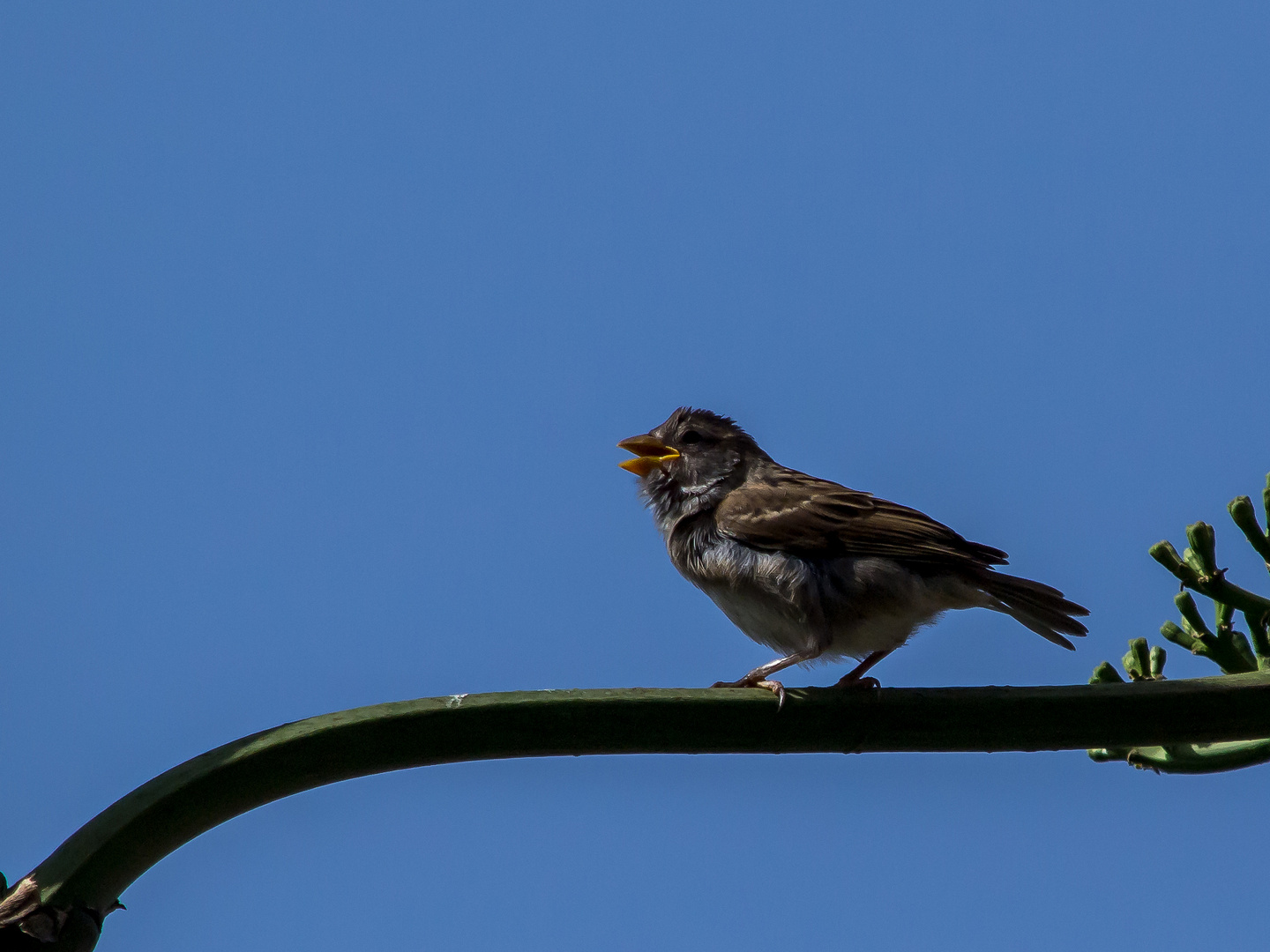 ein Spatz auf dem Ast ist besser als eine Taube auf dem Dach