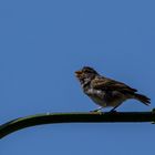 ein Spatz auf dem Ast ist besser als eine Taube auf dem Dach