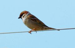 Ein Spatz auf dem Drahtseil