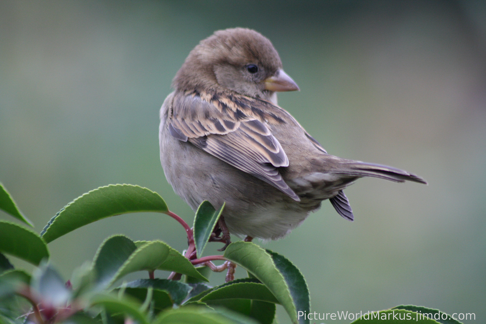 Ein Spatz auf ein Busch