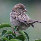 Ein Spatz auf ein Busch