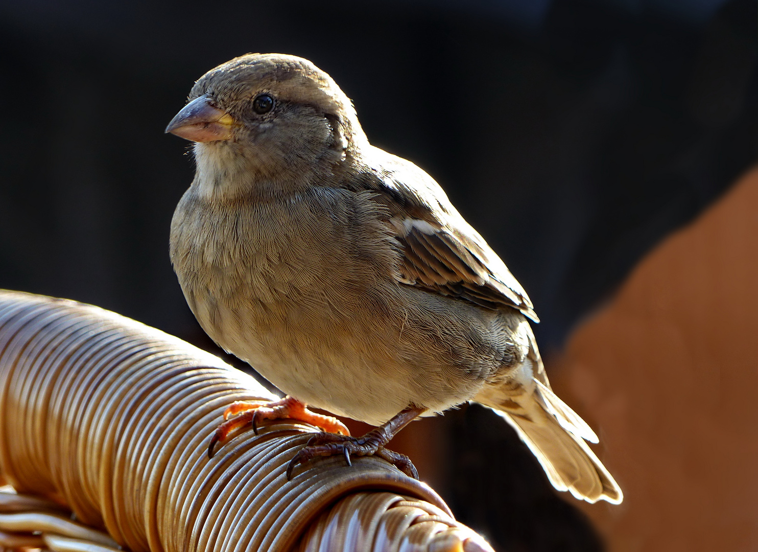  Ein Spatz  auf Texel