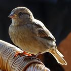  Ein Spatz  auf Texel