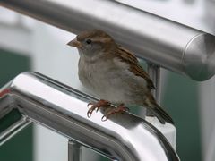 ein Spatz aufm Schiff in Berlin