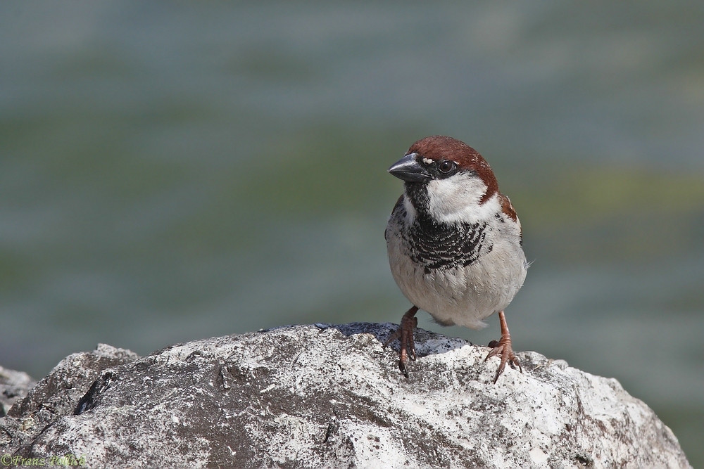 Ein Spatz