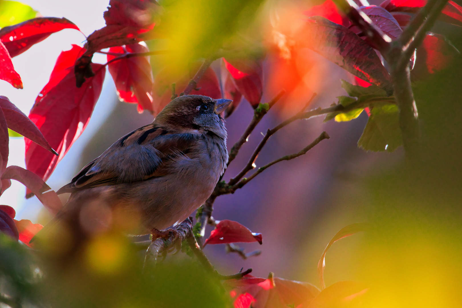 ein Spatz