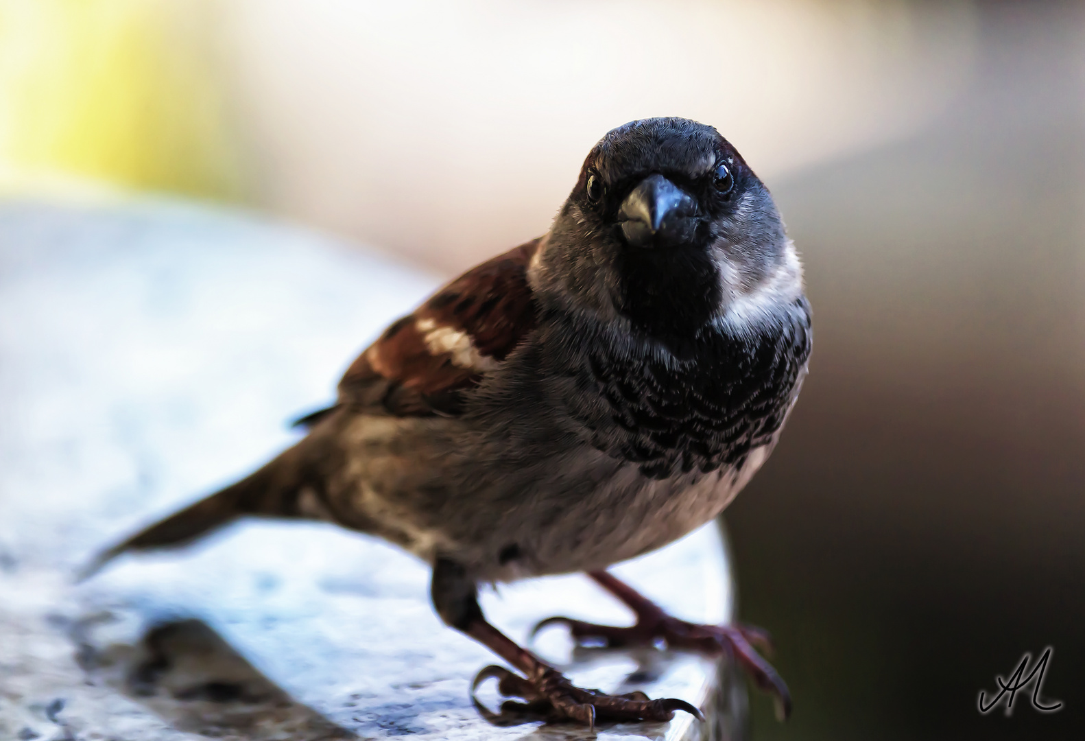 Ein Spatz bei McD.