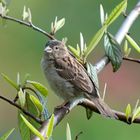 Ein Spatz beim Sonnenbaden