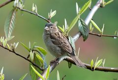 Ein Spatz beim Sonnenbaden