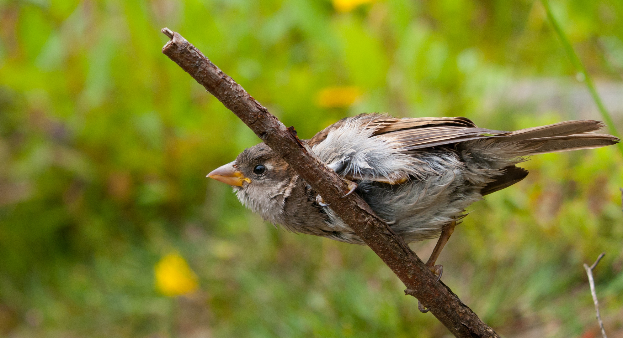 Ein Spatz