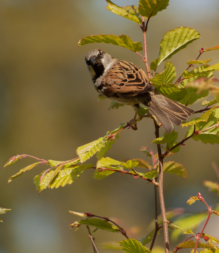 Ein Spatz 