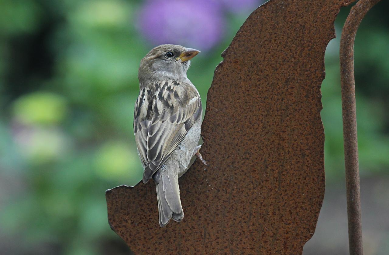  Ein Spatz