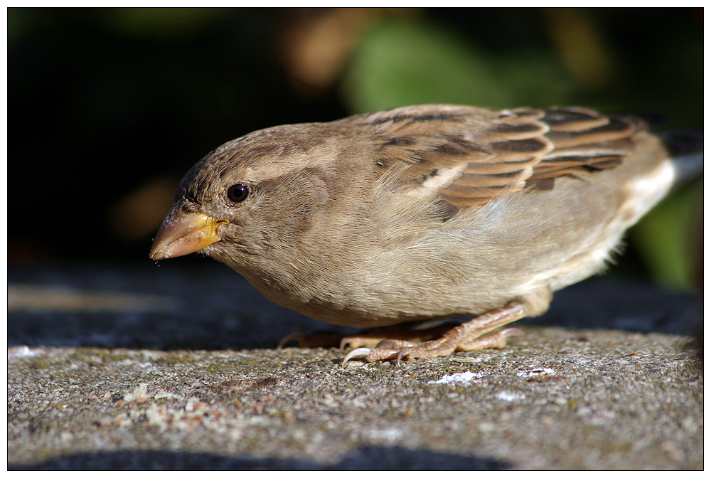 ein Spatz